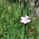 Dianthus subacaulis (goździk niskołodygowy)