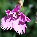 Dianthus spiculifolius (goździk ostrolistny)