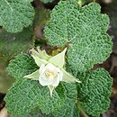 Rubus rolfei (jeżyna płożąca)