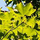 Acer saccharum (klon cukrowy)