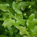 Acer monspessulanum (klon francuski)