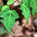 Acer crataegifolium (klon głogolistny)