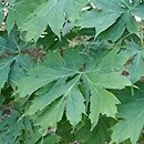 Acer platanoides Palmatifidum
