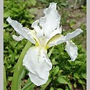 Iris tectorum (kosaciec strzechowaty)