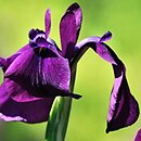 Iris setosa (kosaciec szczecinkowy)