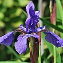 Iris sanguinea (kosaciec krwisty)