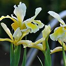 Iris orientalis (kosaciec żółtawy)