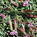 Saponaria sicula (mydlnica sycylijaska)