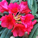 Rhododendron dichroanthum ssp. scyphocalyx (różanecznik wielokwiatowy)