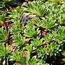 Saxifraga ×apiculata (skalnica poduszkowata)