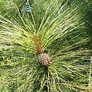 Pinus ponderosa (sosna żółta)