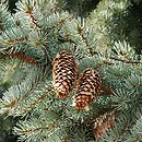 Picea pungens (świerk kłujący)