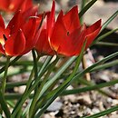 Tulipa hageri (tulipan Hagera)