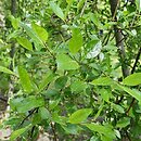 Salix ×cottetii (wierzba Cotteta)