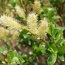 Salix ×wimmeriana (wierzba Wimmera)