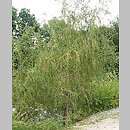 Salix babylonica Crispa