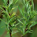 Salix exigua (wierzba mała)