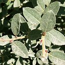 Salix repens ssp. repens var. arenaria (wierzba płożąca typowa odm. piaskowa)