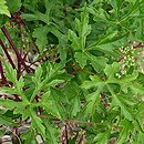 Ampelopsis glandulosa var. heterophylla (winnik zmiennolistny odm. różnolistna)