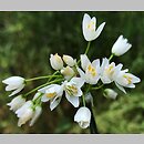 Allium roseum (czosnek różowy)