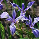 Iris versicolor (kosaciec różnobarwny)