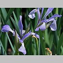 Iris innominata (kosaciec nienazwany)