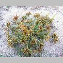Cyperus flavescens (cibora żółta)