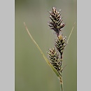 Carex buxbaumii (turzyca Buxbauma)