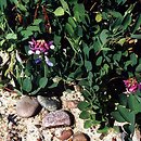 Lathyrus japonicus ssp. maritimus (groszek nadmorski)