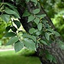 Betula alleghaniensis (brzoza żółta)