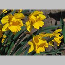 Narcissus Golden Harvest