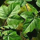 Acer miyabei ssp. miaotaiense