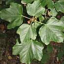 Acer ×coriaceum