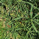 Aesculus hippocastanum Laciniata