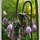 Allium cernuum (czosnek zwisły)