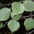 Betula corylifolia