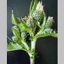 Cirsium ×reichenbachianum