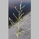 Corispermum hyssopifolium (wrzosowiec hyzopolistny)