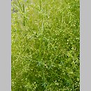 Galium parisiense (przytulia śródziemnomorska)
