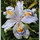 Iris japonica (kosaciec japoński)