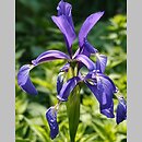 Iris spuria (kosaciec fałszywy)