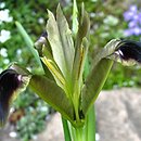 Iris tuberosa (kosaciec bulwiasty)