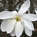 Magnolia stellata (magnolia gwiaździsta)