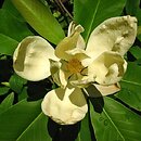 Magnolia ×thomsoniana