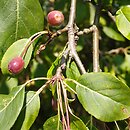 Malus mandshurica (jabłoń sachalińska)