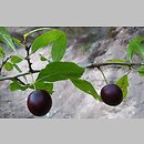 Prunus insititia (śliwa lubaszka)