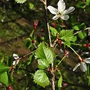 Prunus incisa (wiśnia wczesna)