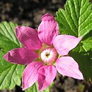 Rubus arcticus (malina arktyczna)