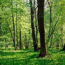 Alno-Ulmion - lasy łęgowe