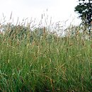 Deschampsion cespitosae - nizinne łąki aluwialne
